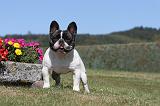 BOULEDOGUE FRANCAIS 299